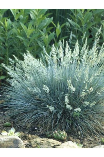 Вівсяниця блакитна Elijah Blue в саду